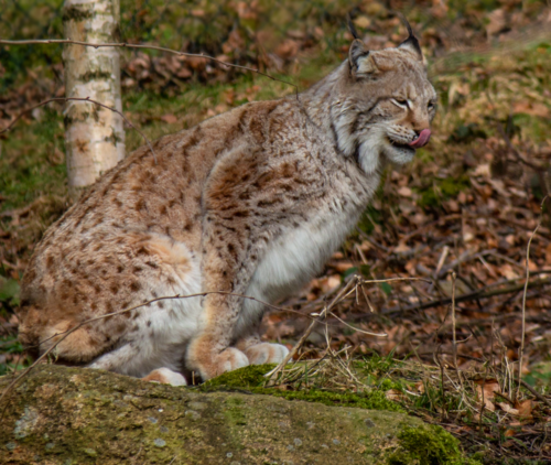 Luchs2