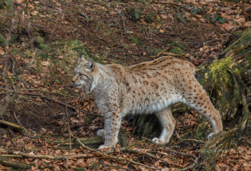 Luchs 03